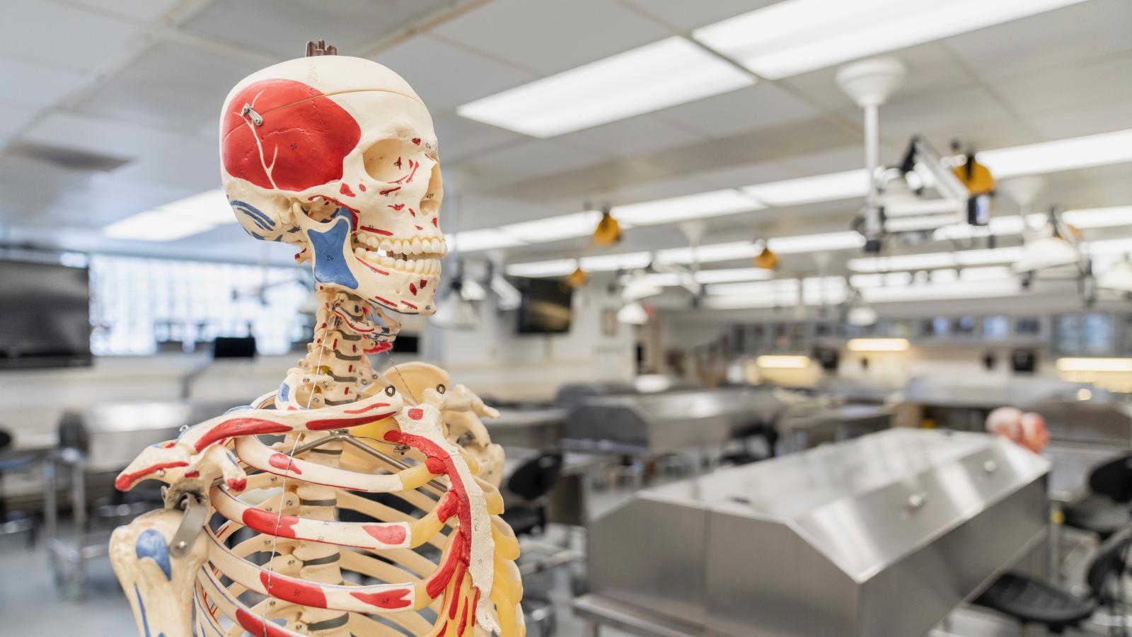 skeleton model in the foreground of a large anatomy lab