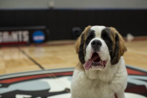 saint in the gym