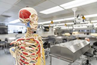 top half of a skeleton medical model. You see medical tables in the background