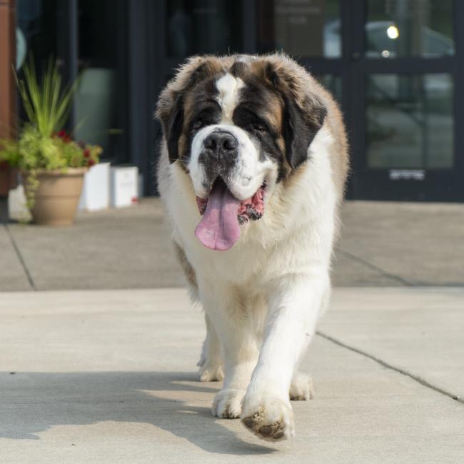 D'Youville University's Mascot "Saint" the St. Bernard walking on campus