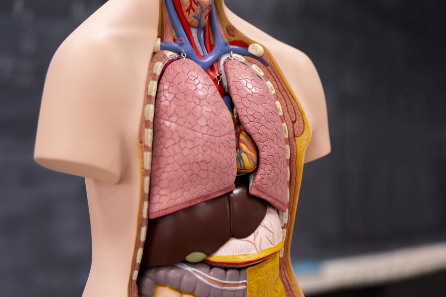 human anatomy model